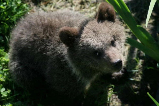 Bear Bear