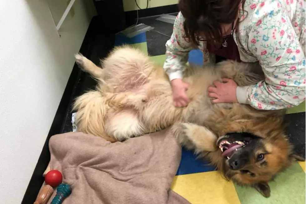 Missing Dog From Mass Traveled All The Way To South Paris, Maine
