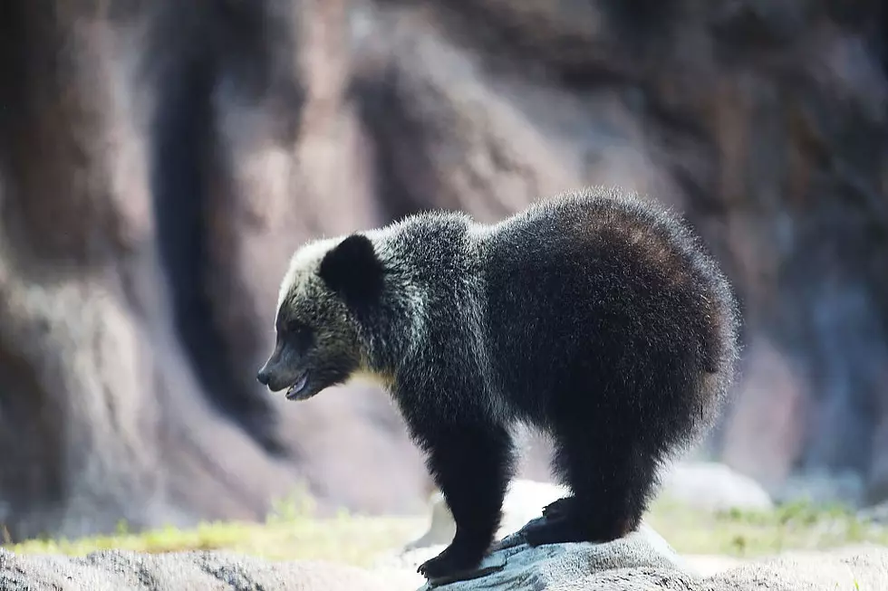 Cutest Video of Baby Bear Cubs Playing With Backyard Toys in a New Hampshire Backyard