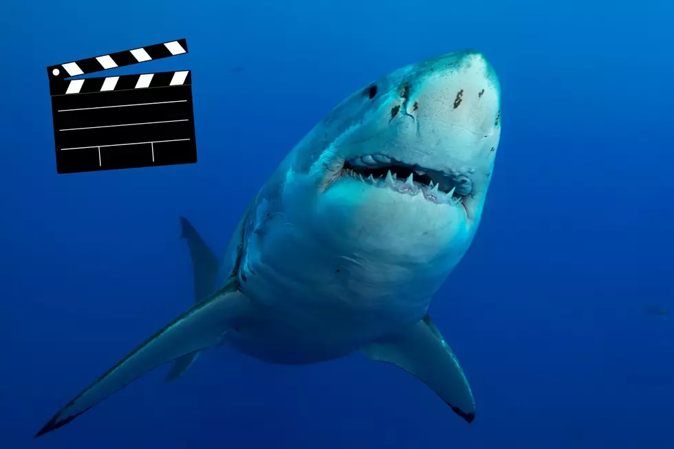 Did You Know This Unexpected ‘Jaws’ Reunion Happened in New England?