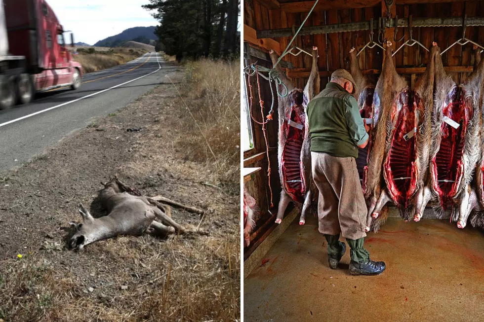 Can You Legally Eat Your Own Roadkill in New Hampshire?