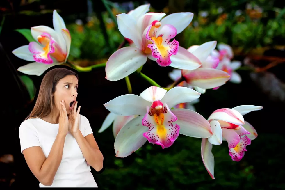 This Once Rare Flower Seems to be Blooming all Over New Hampshire