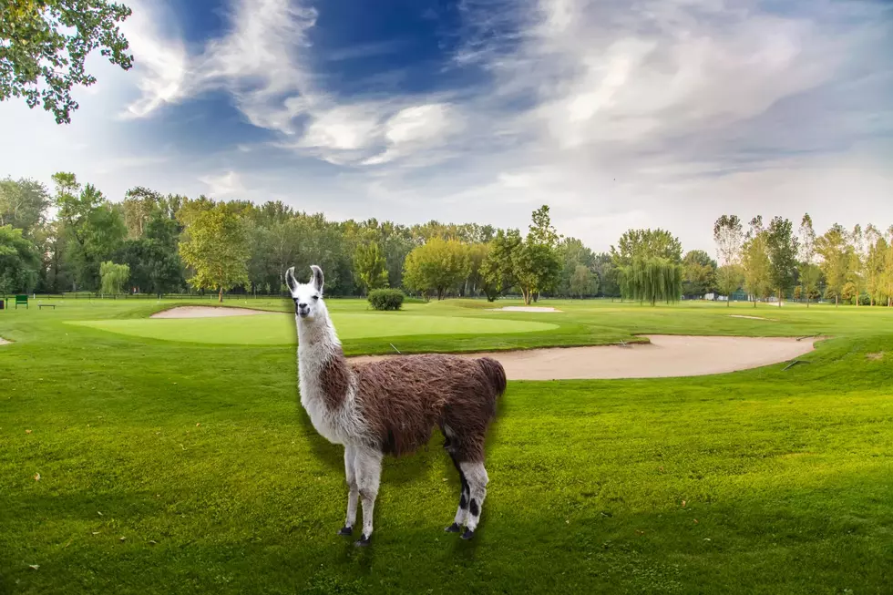 Have a Llama as your Caddy/Companion at this New Hampshire Golf Course