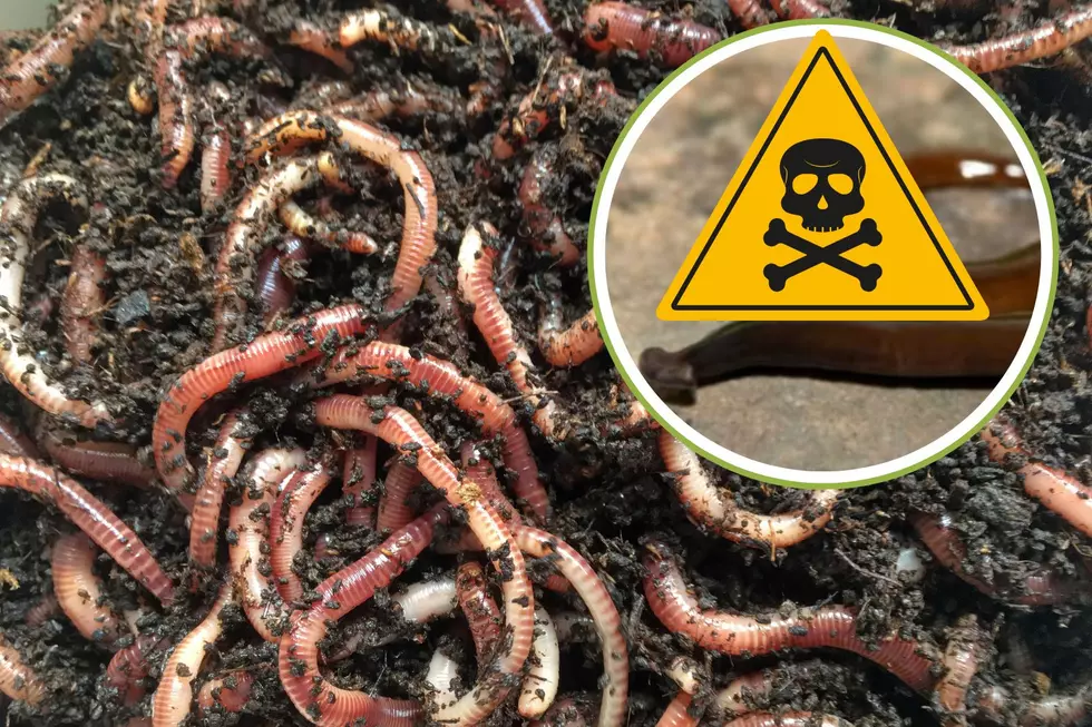 This Invasive Worm Rising in Maine Could Harm You & Your Pet