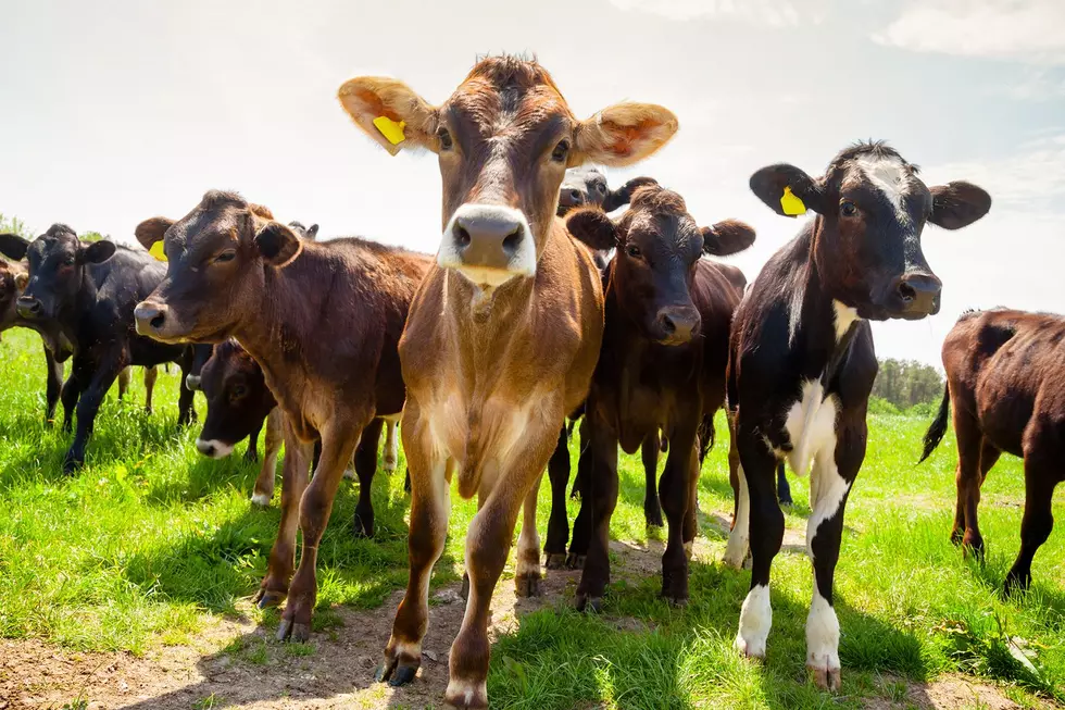 Here’s How You Can Win Cash This Spring With 97.5 WOKQ’s Cash Cow